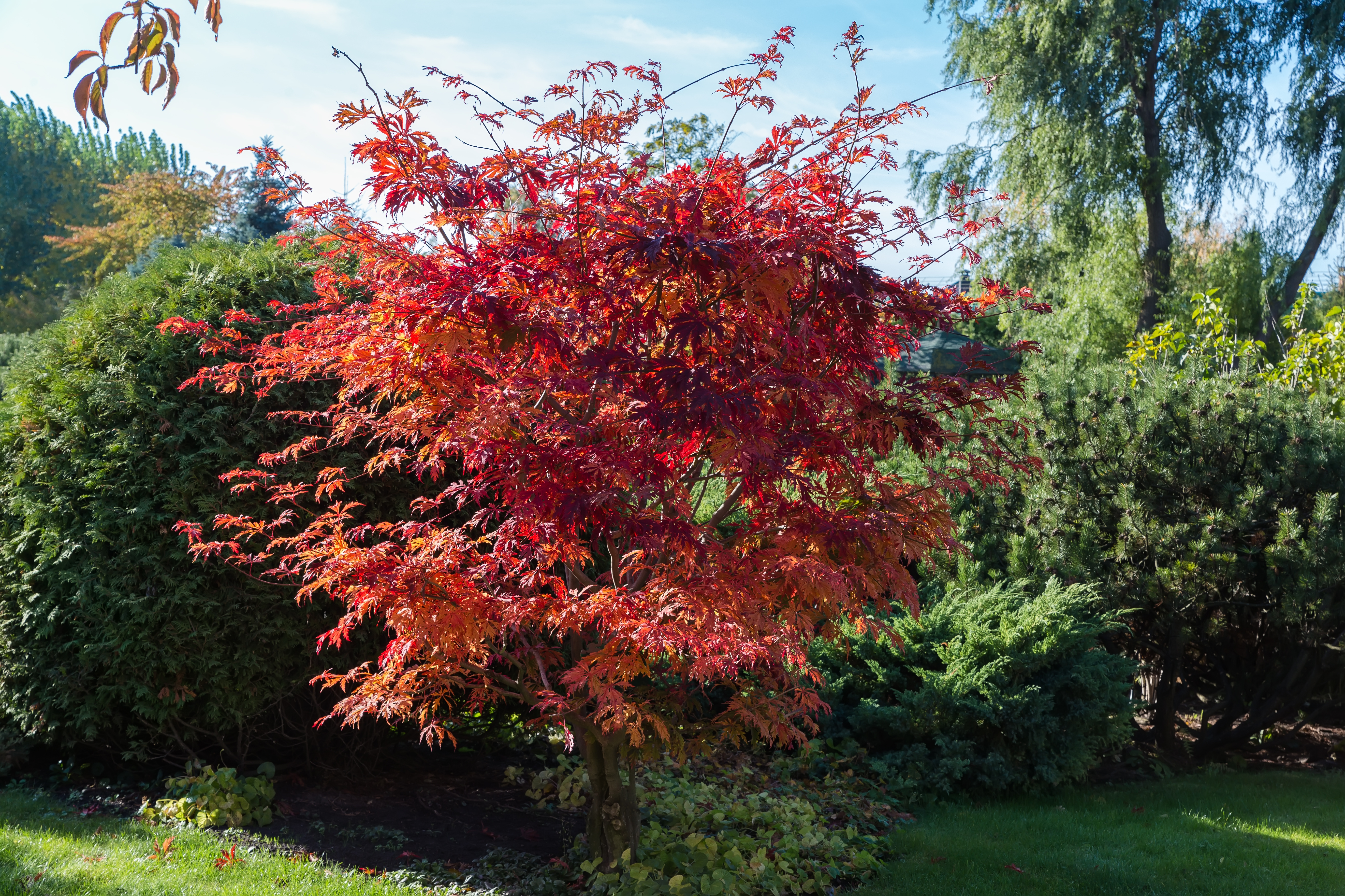 Maple - Japanese 'Fireglow'
