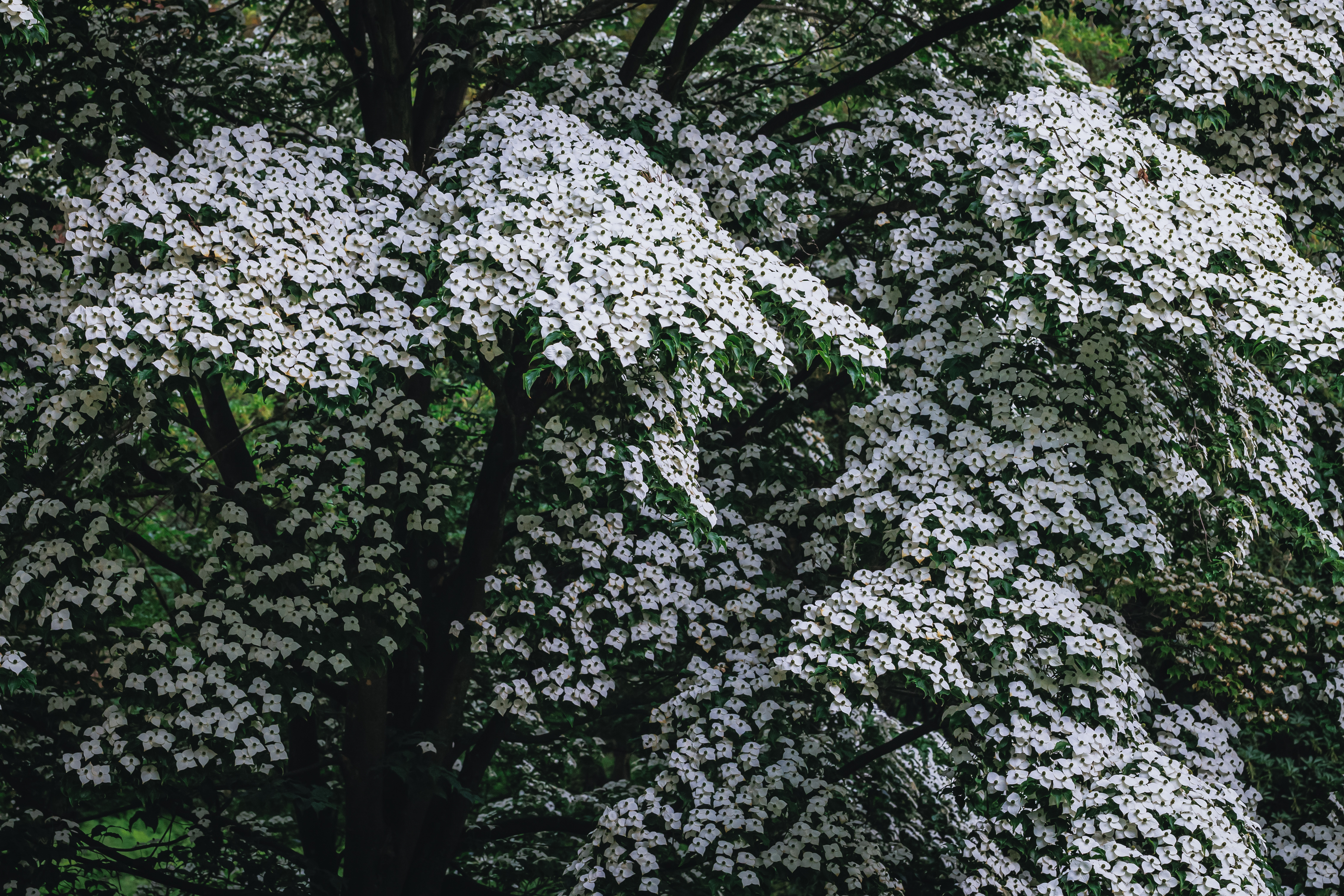 Dogwood - Kousa Flowering